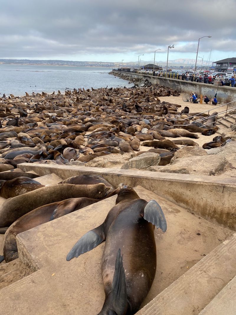 Where The Sea Lions Rest