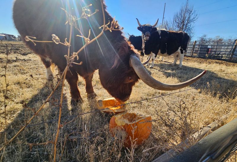 Meet the Motley Crew of Residents