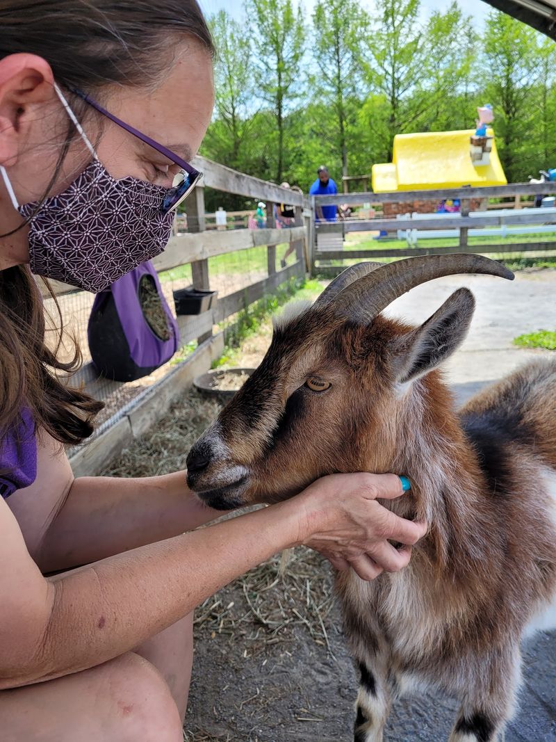 Goats With Opinions And A Feed Bag Budget