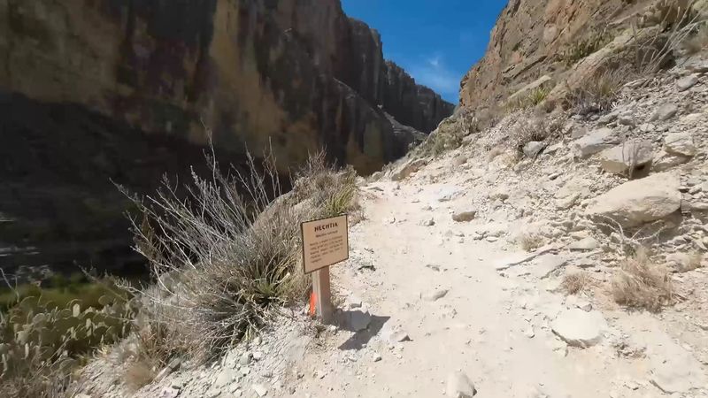 Fossils Hiding In Ancient Limestone