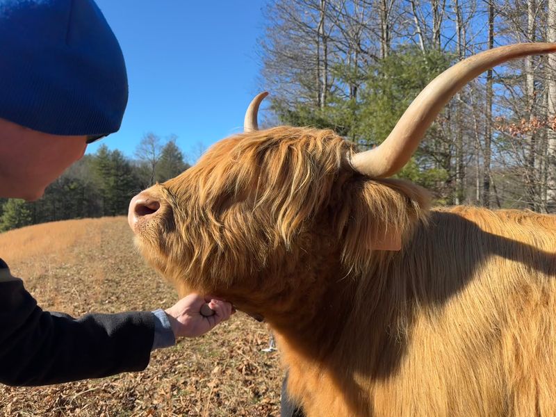 This North Carolina Farm Lets You Cuddle Fluffy Highland Cows For A Gentle Fall Escape - Decor Hint Every Cow Has A Name, Personality And Completely Different Attitude