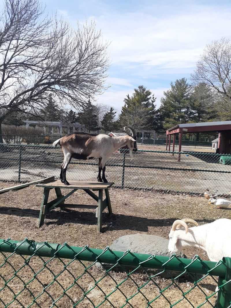 Meet The Farm Animals