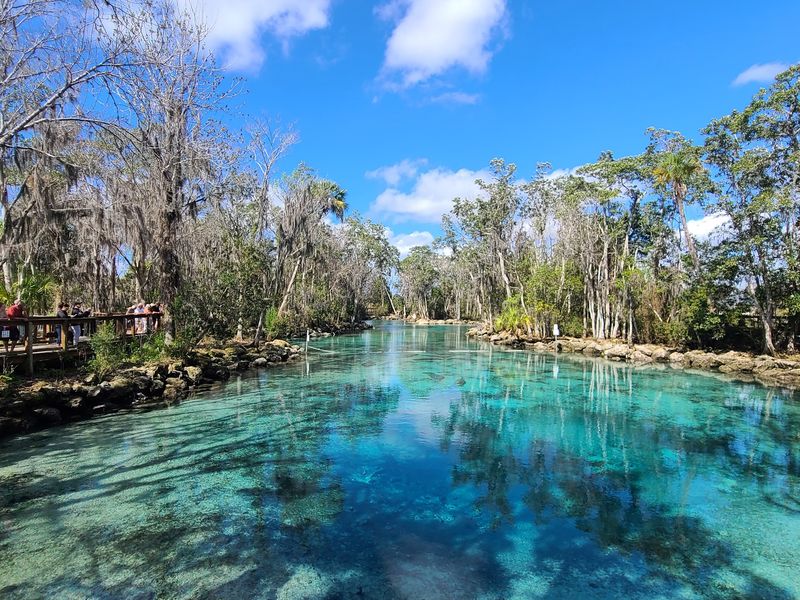 Why Crystal River Earned the Manatee Capital Title