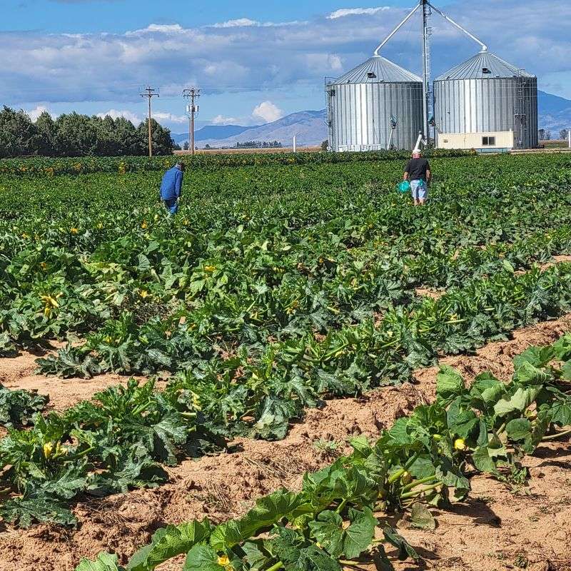 Navigate The Grand Corn Maze