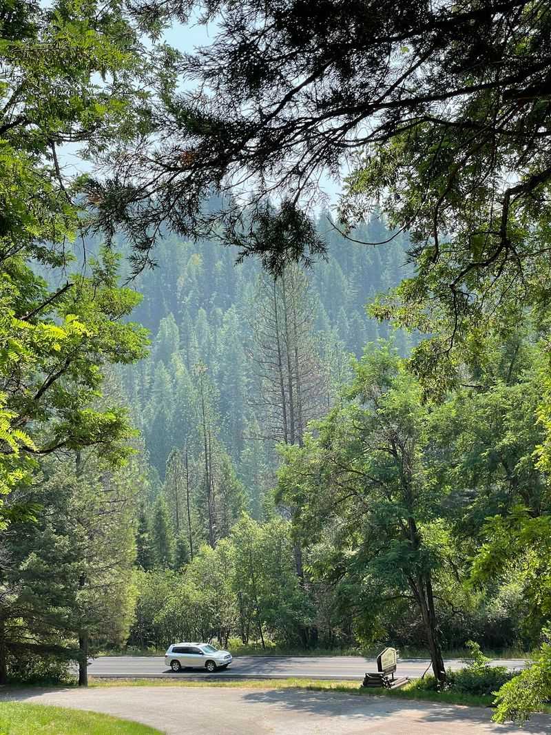 The Wildlife Watching The Highway