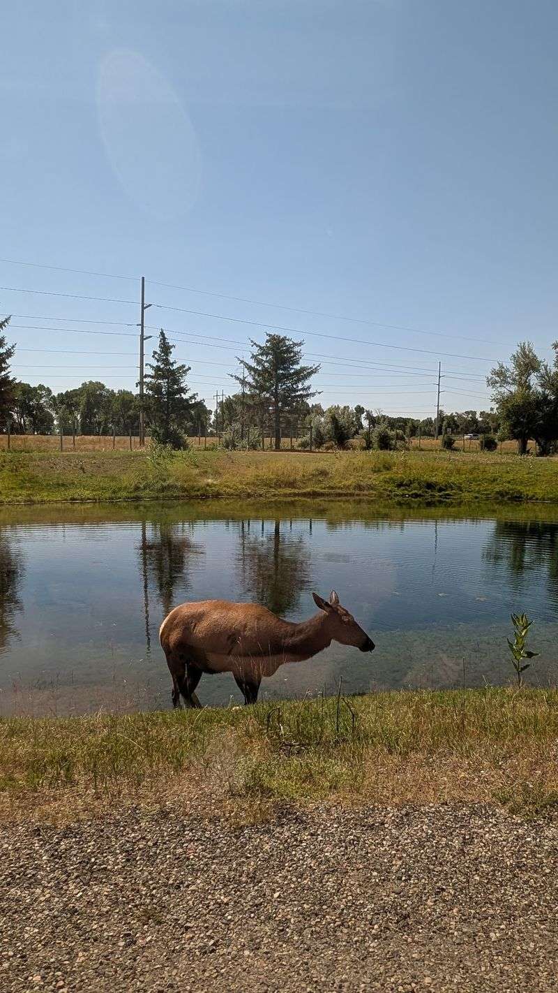 The Rare White Elk