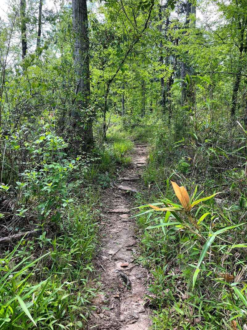 This Florida State Park Gets Zero Crowds And All The Stunning Views - Decor Hint The Rare Tree Behind The Name