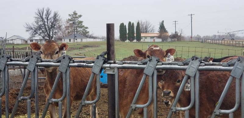 From Dairy Herd to Cheese Vats: The Ballard Story