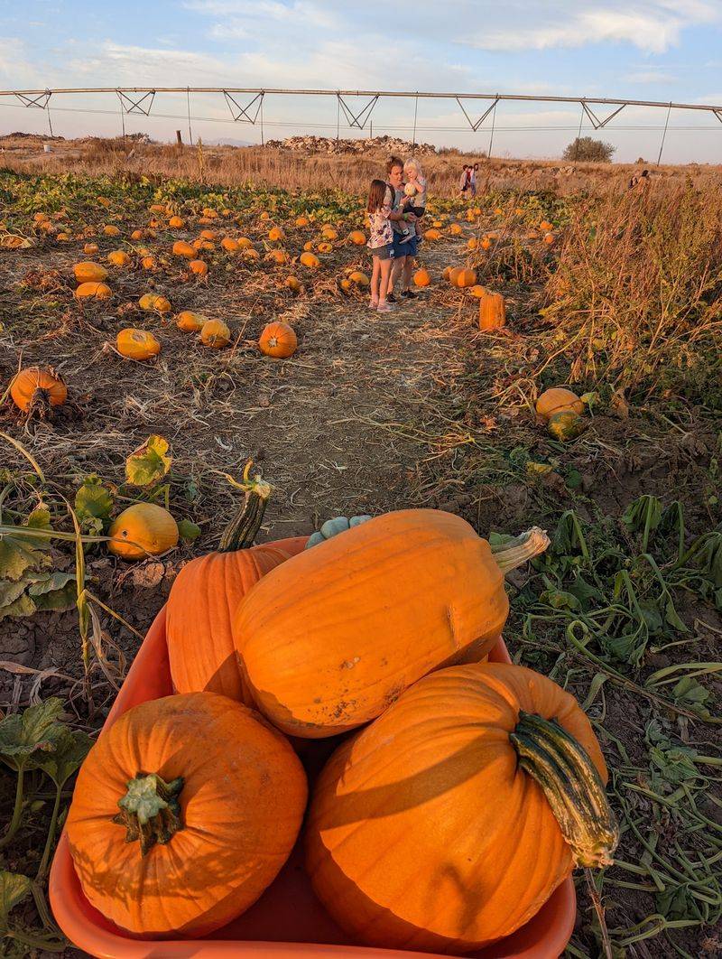 The 27-Acre Pumpkin Patch