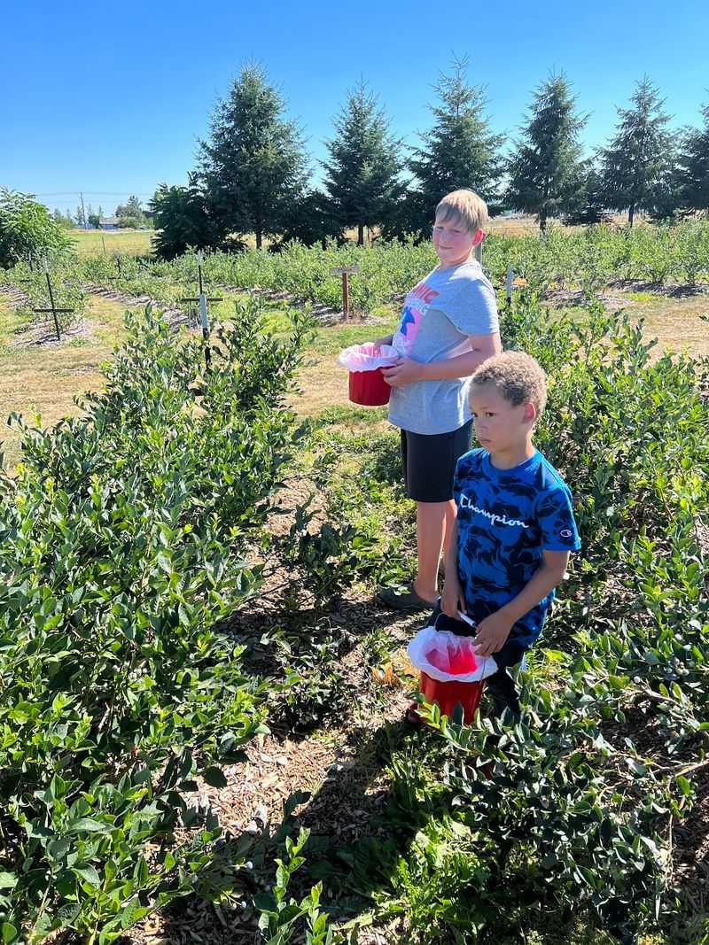 Buckets Provided And The Rows Wide Open
