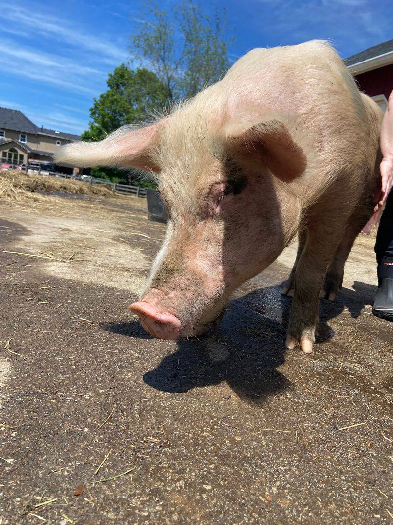 Montrell And Beth, Two Pigs With A Getaway Story