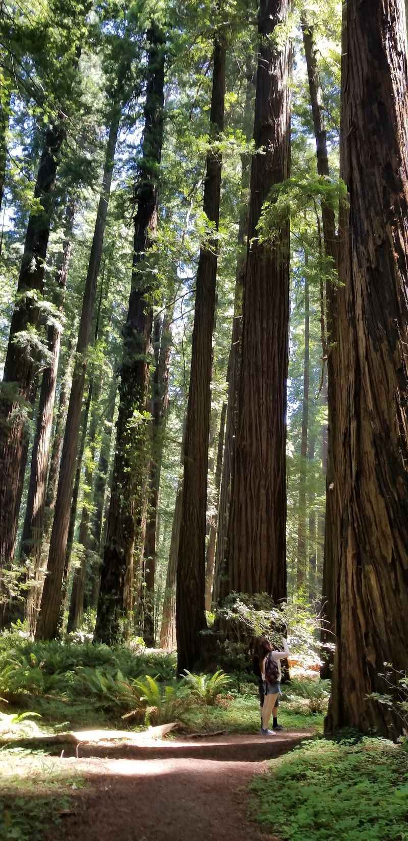 This California Redwood Grove Looks Like Another Planet And Star Wars Actually Filmed Here - Decor Hint Protection Came Only In The 1980s
