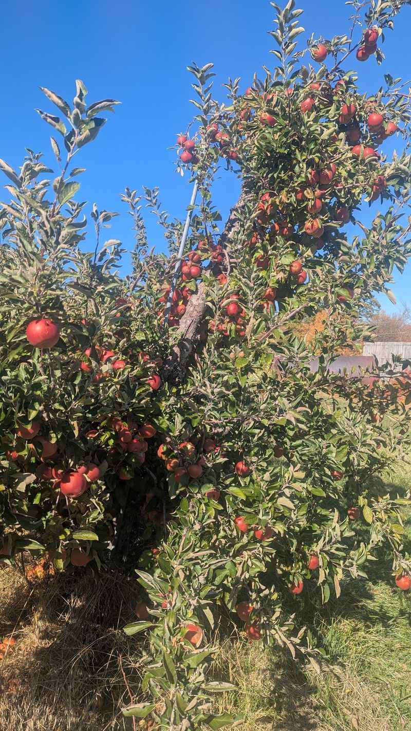 This Massive Connecticut Corn Maze Is Open For Fall And Getting Lost Is Half The Fun - Decor Hint The Orchard Setting Adds To The Country Escape