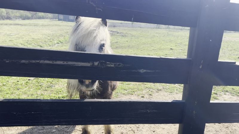 Fifteen Acres Of Happy Raised Animals