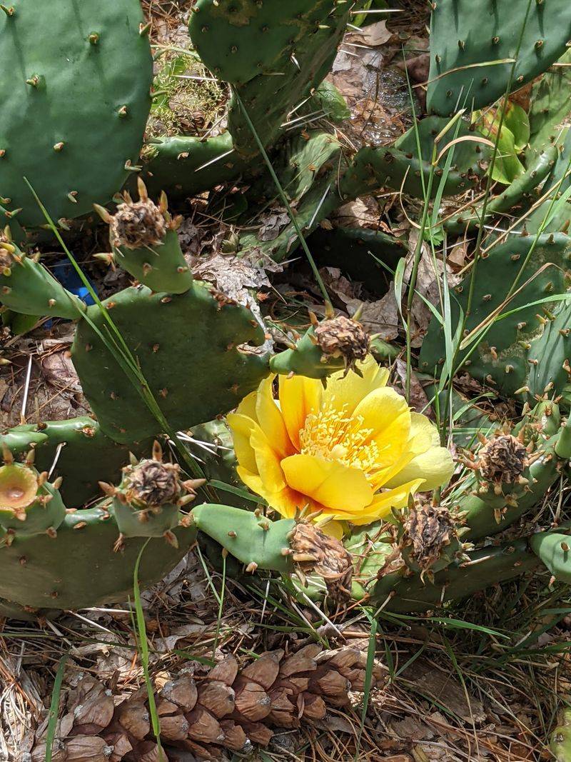 Native Plants Fill One Remarkable Collection