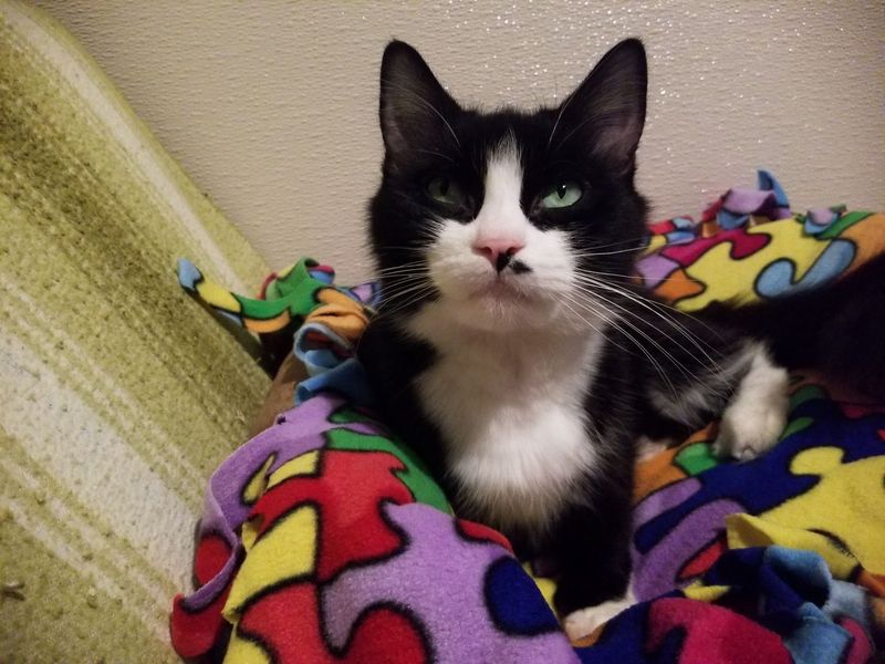 This Connecticut Cat Sanctuary Gives Rescued Kitties A Safe Place While They Wait For Forever Homes - Decor Hint Every Successful Match Makes Room For Another Cat