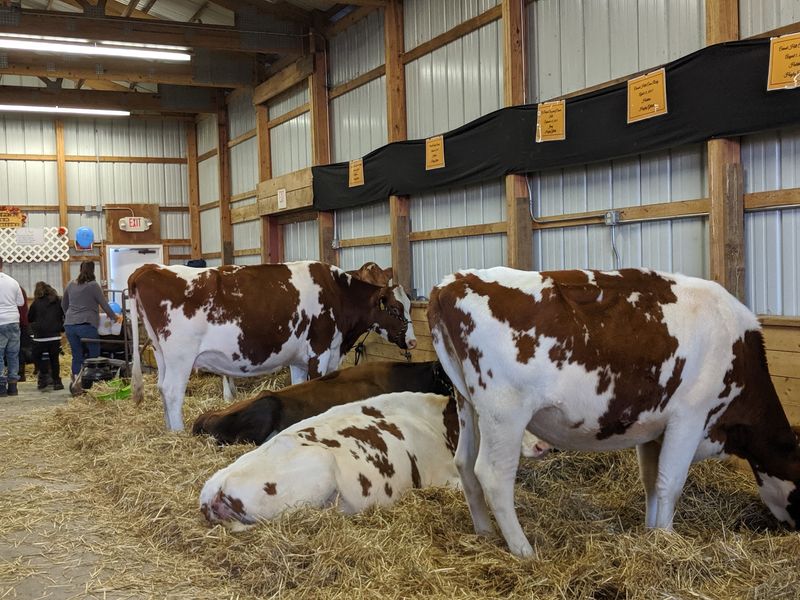 Cattle, Rabbits And Horses Fill The Show Schedule