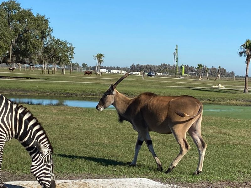 Four Miles Of Drive-Thru Safari