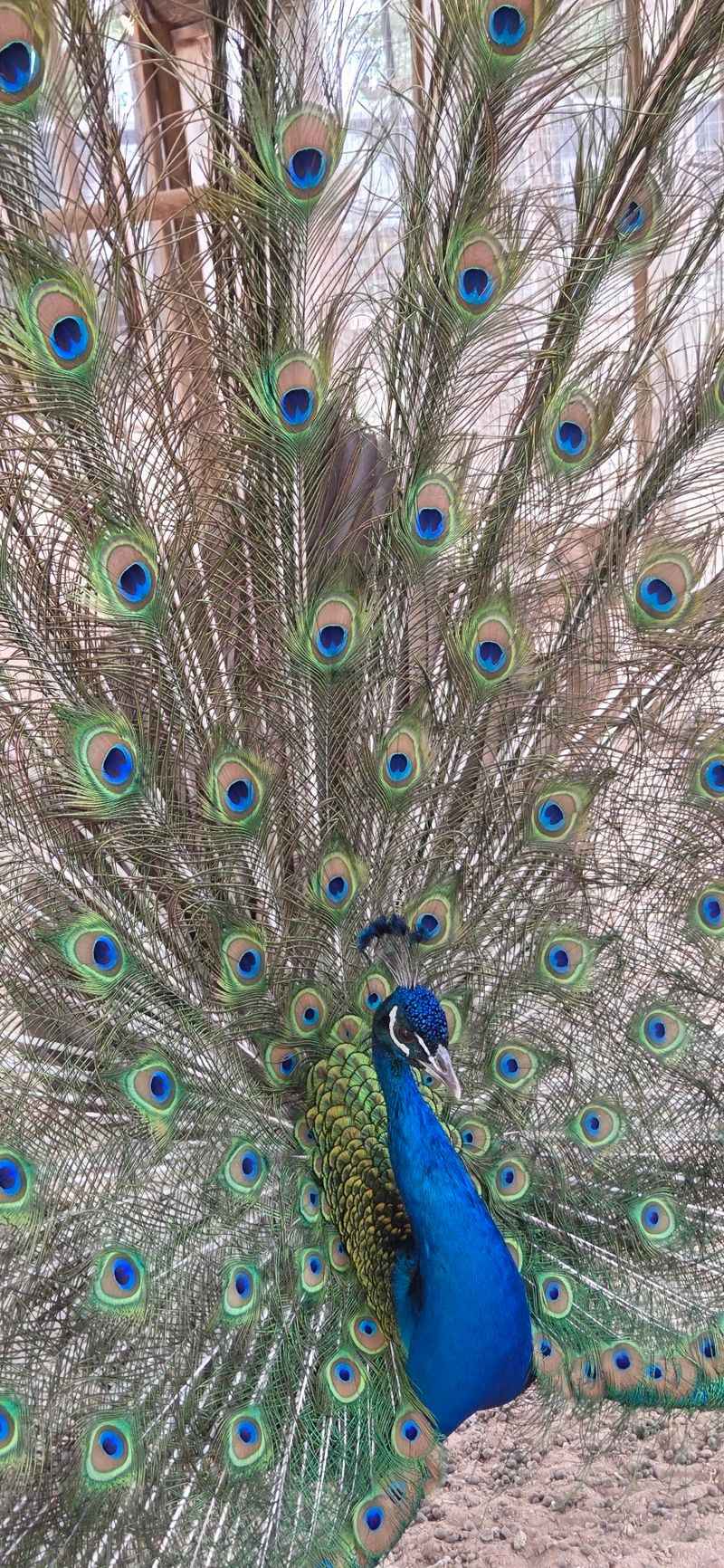 Goats, Peacocks And Bouncy Pillows