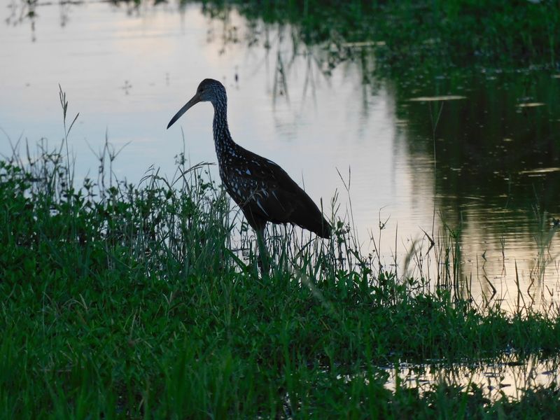 Cranes, Eagles, and a Sky Full of Wings
