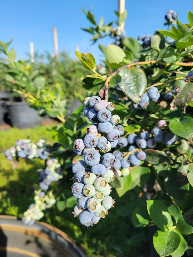 Blu By U Blueberry Farm in Jacksonville