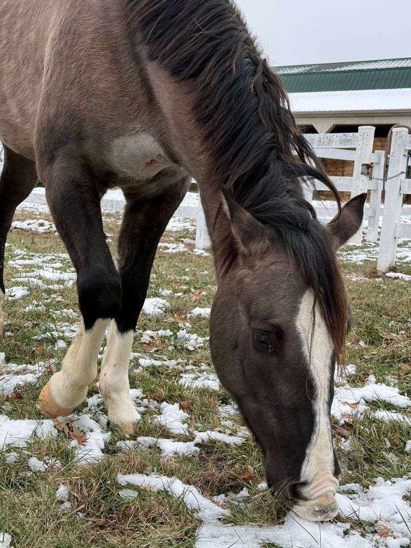 This Kentucky City Is Home To An Equine Hospital Where Two Of The World'S Four Veterinarian Farriers Work - Decor Hint Healing Powered By The Horse's Own Body