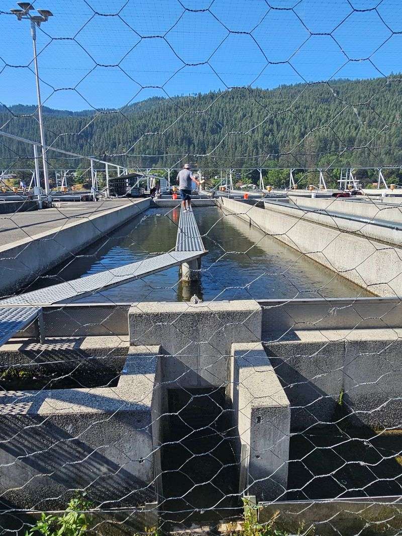 Dworshak National Fish Hatchery, Orofino, ID