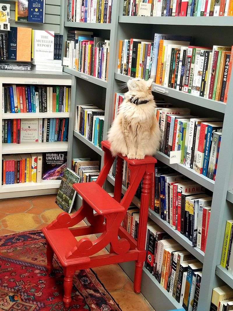 Four Resident Cats Who Clearly Own The Place