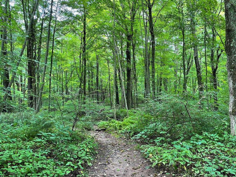 Forest Roads Make The Arrival Feel Surprisingly Remote