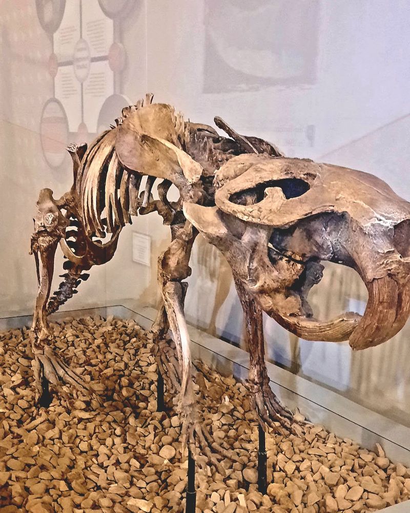 Mammoths, Mastodons And Marshes