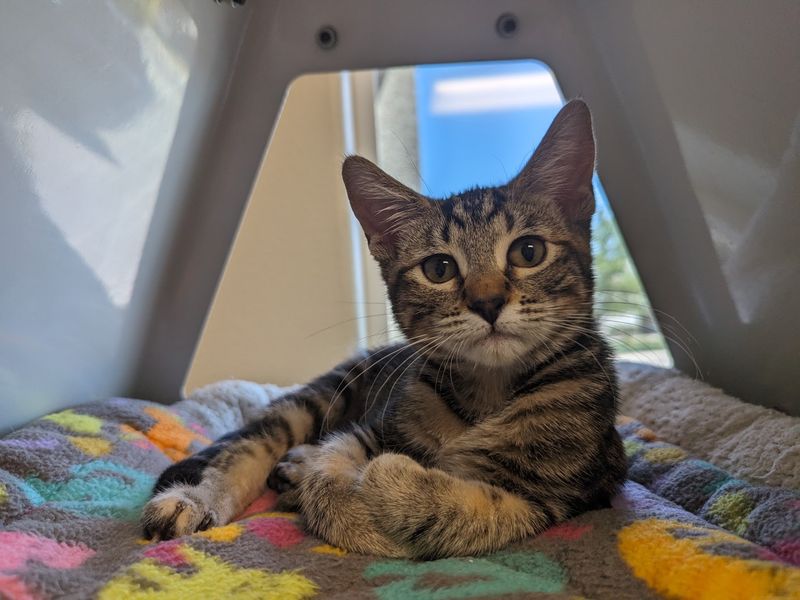 The Meet Your Match Adoption Journey