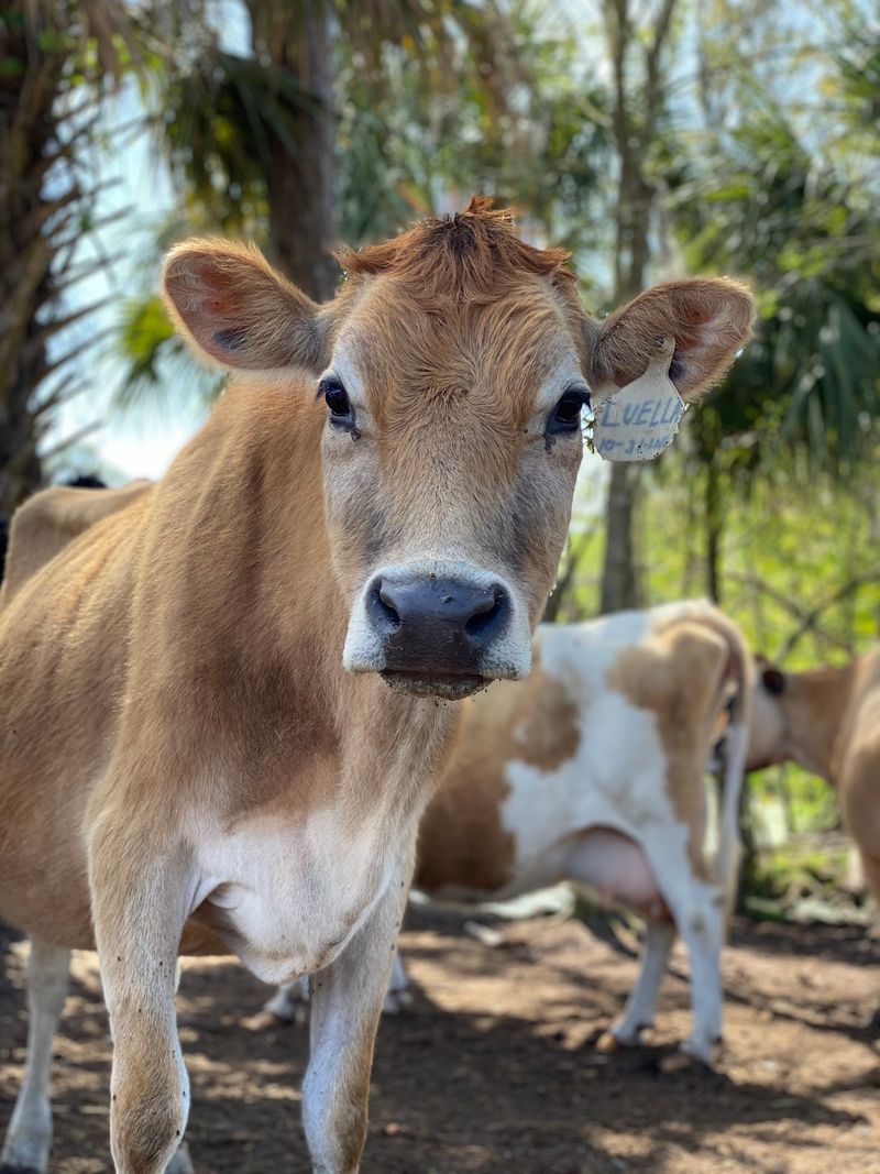 Florida's Grass-Grazed Dairy Farm In New Smyrna Beach Sells Its Own Bottled Milk And Farm Cheese On Site - Decor Hint Neighbors on the Shelf