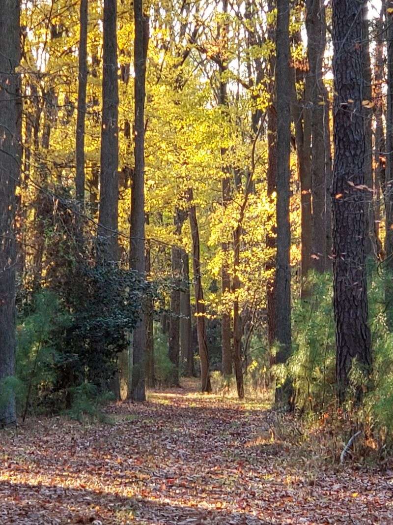 Marsh, Forest, And Everything In Between