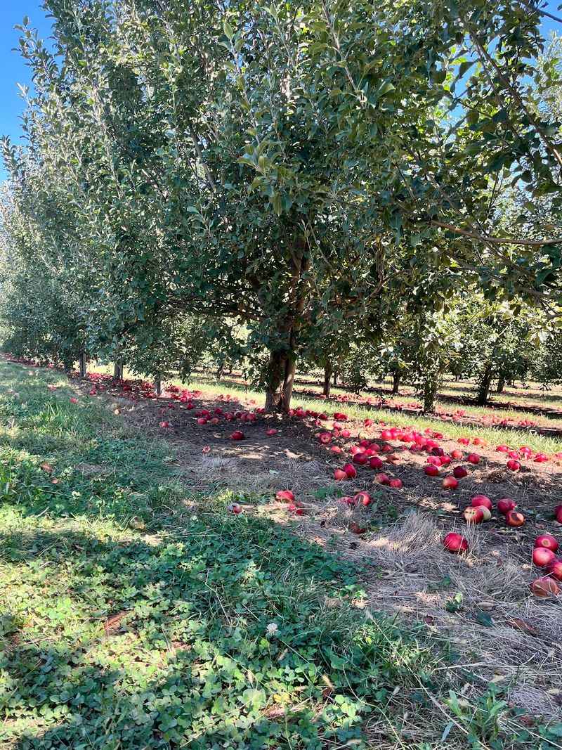 Every Fall Thousands Of Visitors Gather At This Nebraska Orchard For Cider Made From Its Own Apples - Decor Hint Where the Arbor Day Story Took Root