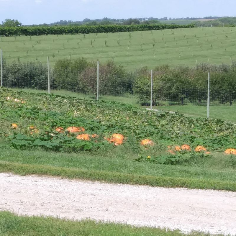 More Than Apples on the Branches