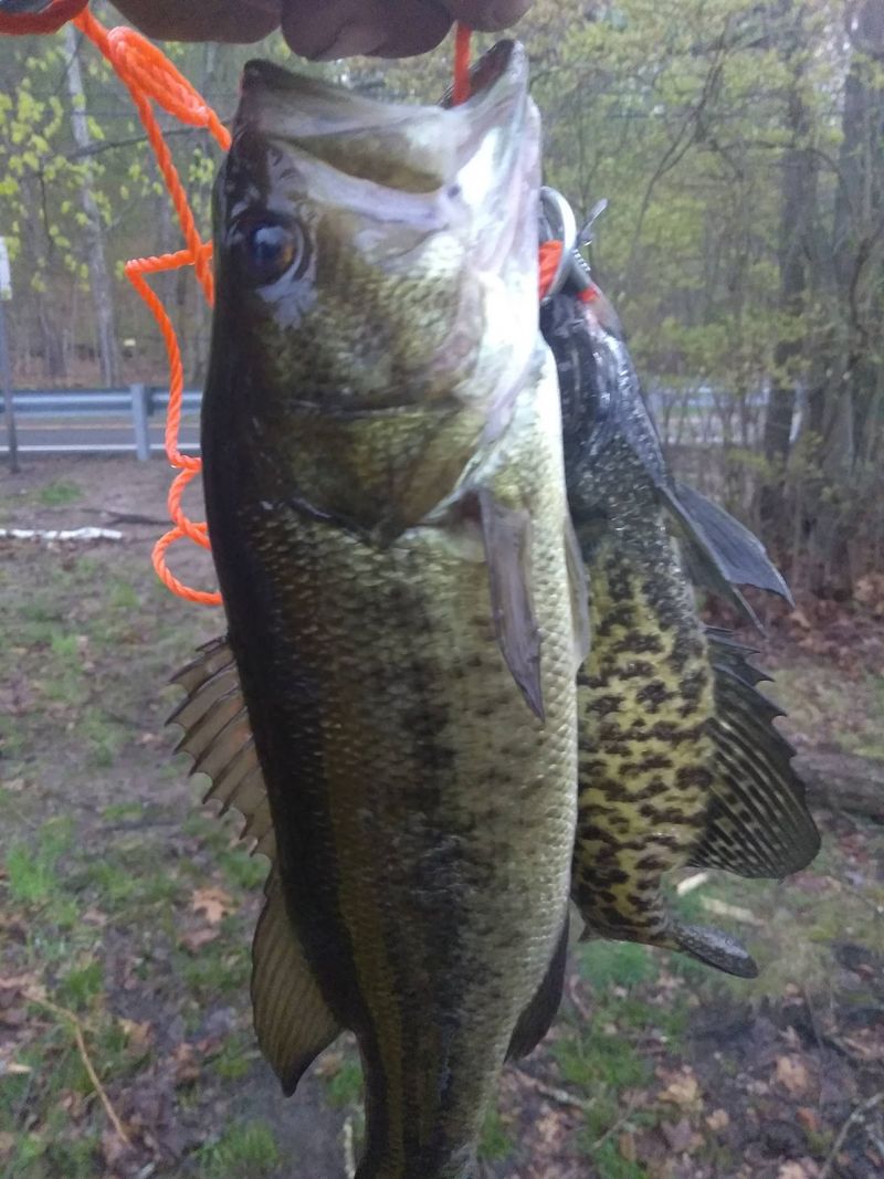 A Small Connecticut Lake That Packs In More Fishing Than You’d Expect - Decor Hint Largemouth Bass Give The Lake Its Trophy-Worthy Reputation