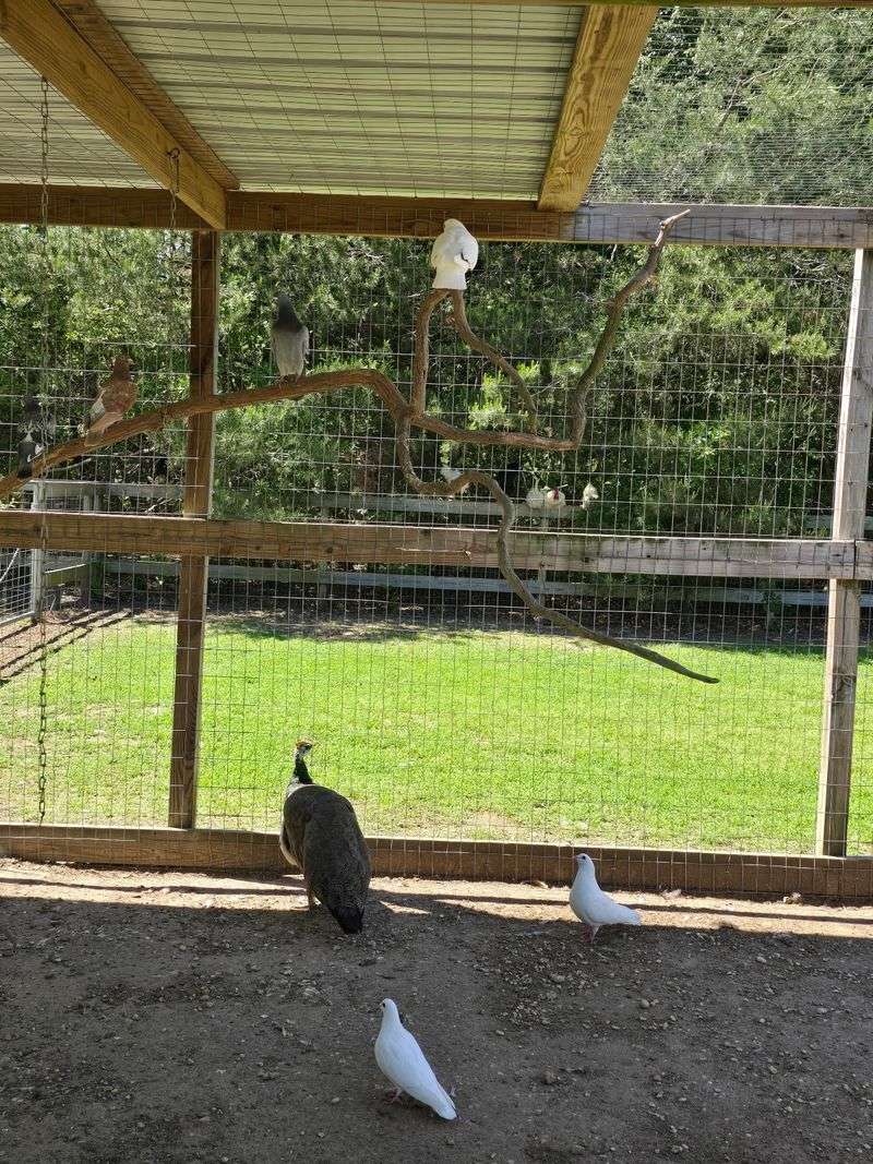 Sponsor A Turkey Instead Of Serving One
