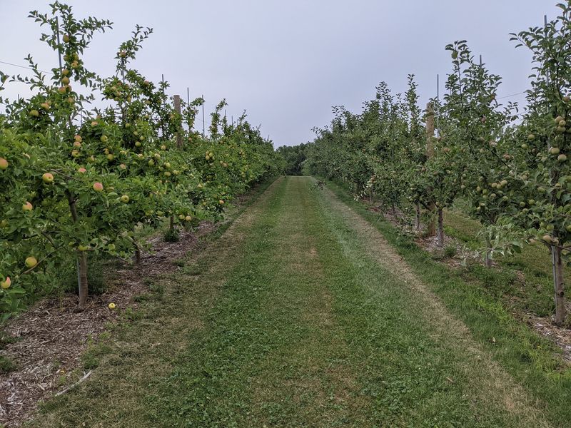 Picnic Hill Orchard