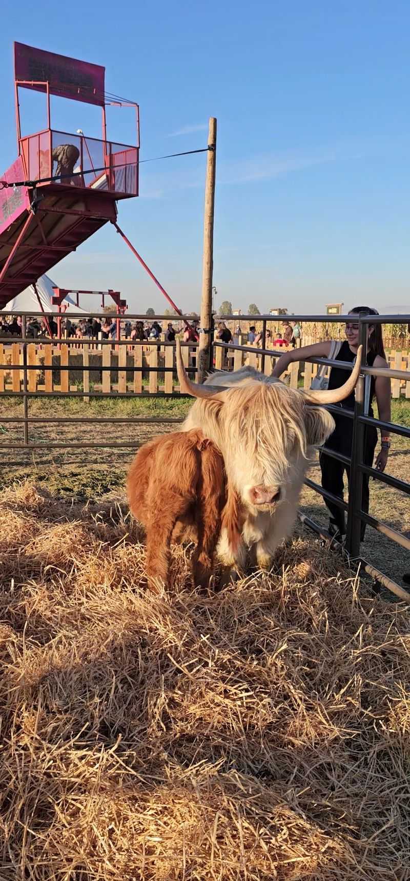 The Petting Zoo and Farm Animals