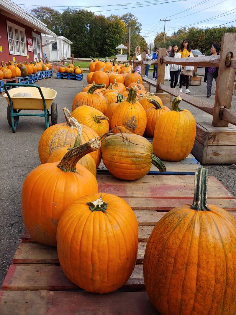 Pumpkins Take Over As Autumn Rolls In