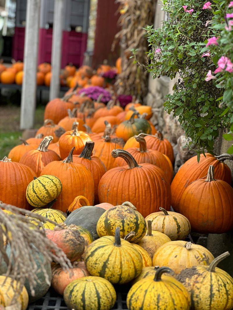 Pumpkins And Mums Finish The Season