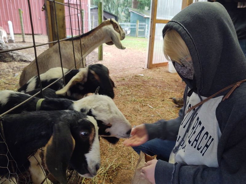Goats That Greet You Before The Cashier Does