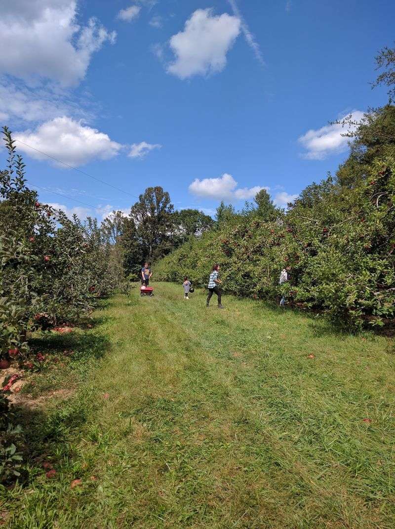 12 Of The Best Apple Orchards In North Carolina For The Perfect Fall Picking Trip - Decor Hint Coston Farm & Apple House