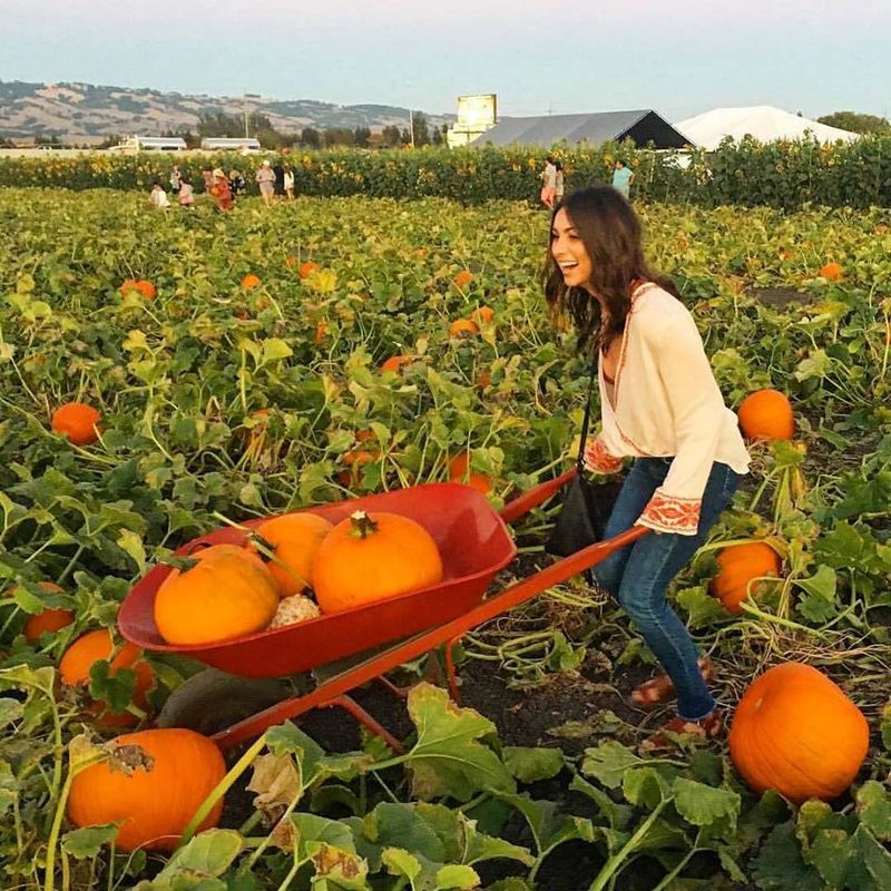 Petaluma Pumpkin Patch and Amazing Corn Maze, Petaluma