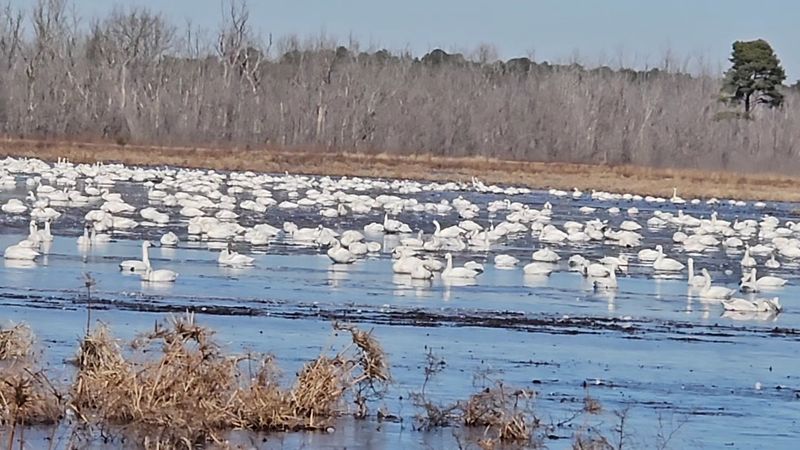 Listen For The Calls Before The Flocks Even Come Into View
