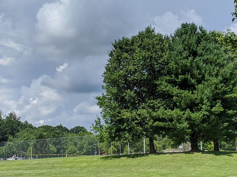 This North Carolina Mountain Park Comes Alive With Migrating Songbirds Every September - Decor Hint Follow The Warbler Trail When Fall Migration Really Starts Moving