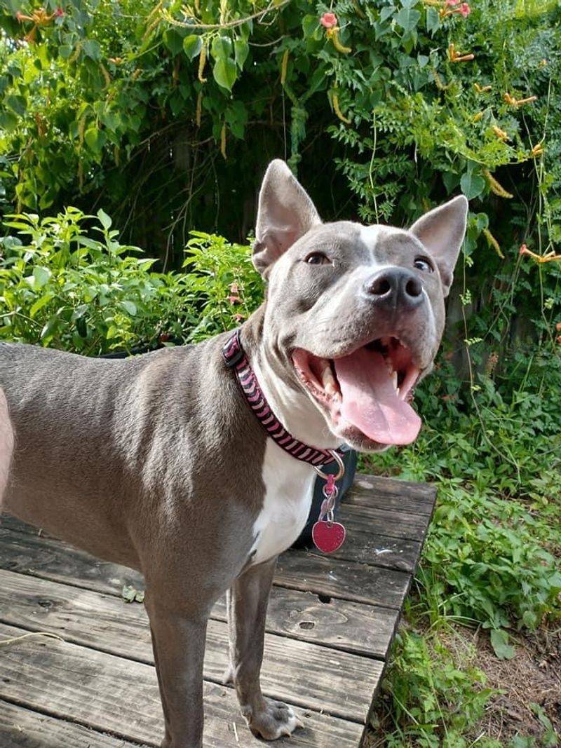 Paws Humane Society, Columbus