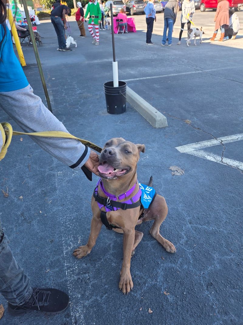 Fulton County Animal Services, Atlanta