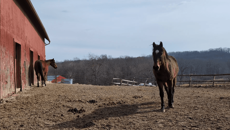 This Connecticut Farm Lets You Spend An Afternoon Grooming And Bonding With Horses - Decor Hint Animal Lovers Can Leave With A Different Kind Of Memory