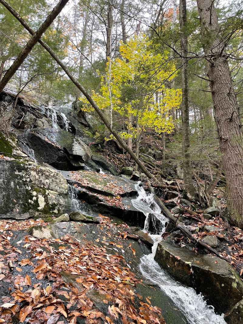 Cool Fall Evenings Bring The Woods To Life